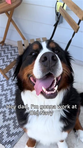 90K views · 2.1K reactions | Derek and Old Navy  @Jason Banks #jasonbankscomedy #dogskit #derek #oldnavy #navy #baneandbrue #hunting #halloweenevent #contestwinner #pitbull #founddog #kidslearning #spooky #HuntingCommunity #livetv #missinganimals | Grizzly Banes | Facebook