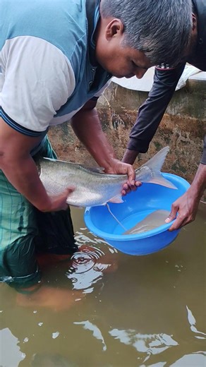 Fish Farming: How to Collect Glass Fish Eggs