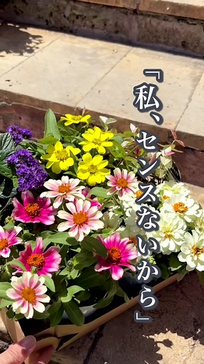 寄せ植え初心者向け：横並べで簡単おしゃれに仕上がる3種の組み合わせ