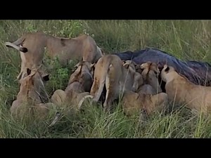 Lions Eating Prey (Buffalo) - Masai Mara Kenya