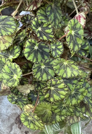 Understanding Plant Sunlight Preferences