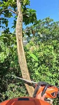 Easy tree cutting job. #chainsaw #treework #cuttingskills