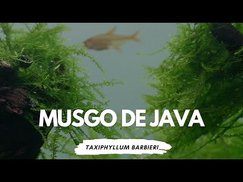 Tudo sobre o Musgo de Java