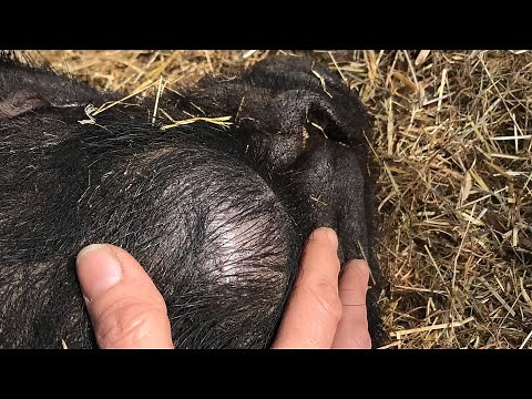 Abscess Cyst Pimple Popping Squeezing Cleaning - Wilson Pig