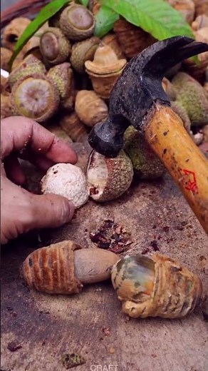 Nutritious Wild Fruit Shelling: Processing Technique