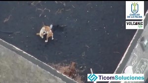 Drone drops food for dogs trapped in La Palma