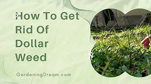 How To Get Rid Of Dollar Weed