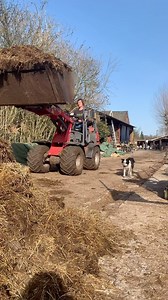 Eindelijk: het wordt warmer én het regent niet meer! De grond is droog genoeg en klaar voor de bemesting. Heel anders dan vorig jaar! Nu kunnen we al vóór april op alle percelen rijden. Onze koeien hebben intussen prachtige mest geproduceerd. Vaste mest voedt het bodemleven en stimuleert gezonde plantengroei — precies wat onze percelen nu nodig hebben. Op naar een vruchtbaar seizoen! 🍀 🌞 #Biologisch #biologischdynamisch #ruimzicht #kalfjesbijdekoe #familiekudde #boerderij #boerderijruimzicht #