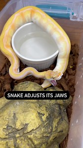 JAW REALIGNMENT🔥 #ballpython #royalpython #reptile #reptiles #reptilesofinstagram #snake #snakes #pets #pet #petsofinstagram #bloodpython #burmesepython #reticulatedpython #carpetpython #reticulatedpython #boaconstrictor #leopardgecko #crestedgecko #beardeddragon #animals #wildlife #bof #recessivegang #ballpythons #royalpythons #reels | BALLS of FURY