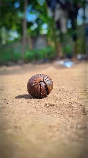 pill ball millipede #shortvideo
