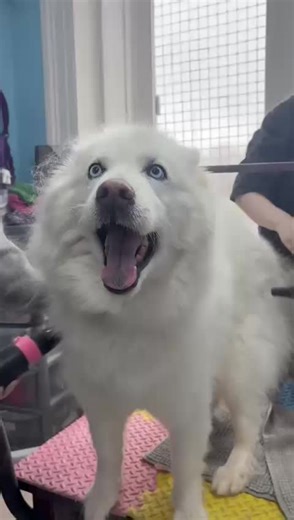 Effective Deshedding Techniques for Huskies