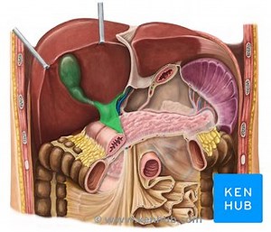 Hepatoduodenal ligament