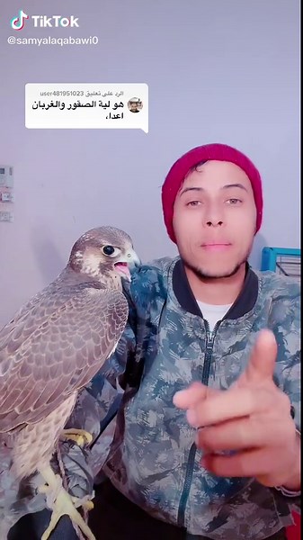 Understanding Falconry: The Art of Handling Falcons