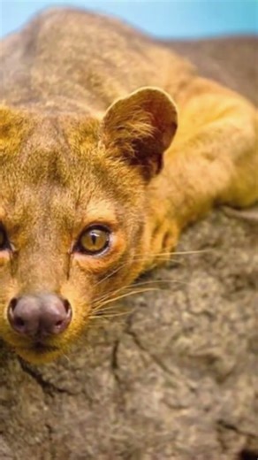 The Fossa: Madagascar’s Secret Apex Hunter #madagascar #predator #hunter