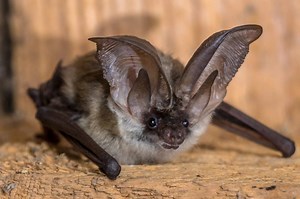 13 Types of Bats In West Virginia! (ID GUIDE)