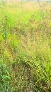 40 reactions | SPECIALISED SECURITY SOLUTIONS TO COMBAT ILLEGAL...