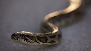 New tests of an old hypothesis reveal how snakes pour themselves along the ground in a straight line: http://nyti.ms/2BK5ydm | ScienceTake
