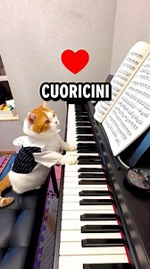 "Cuoricini" by @coma_cose 🎹 #sanremo2025 #cuoricini #gattino | Gatto dici?