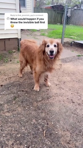 Reply to @that_jeremiah_guy it’s easier for him to run towards the ball then to see it coming. #cantseeshit #goldenretriever #seniordog #olddogsrule