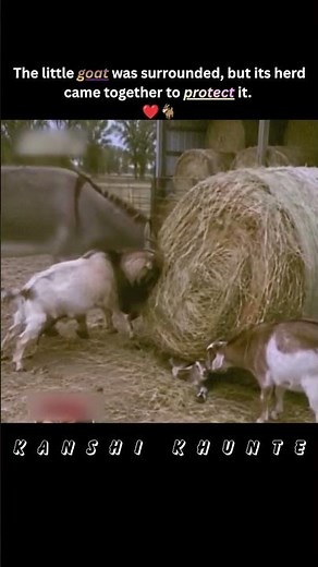 The little goat was surrounded, but its herd came together to protect it.