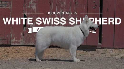 The majestic herding traits of the White Swiss Shepherd