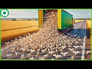 Transporting Millions of Chickens This Way - The Biggest Heavy Machinery | Agriculture Technology