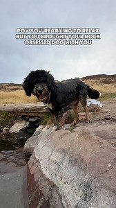 6.1K views · 704 reactions | Me: “stop” Theo: “you keep saying that word, I do not think it means what you think it means” • • • #dogs #funnydog #dogmom #bernedoodle #doodles #cutedog #vanlifedog #adventuredog #pets #dogsofinstagram #doglovers | Anjali Justice | Facebook