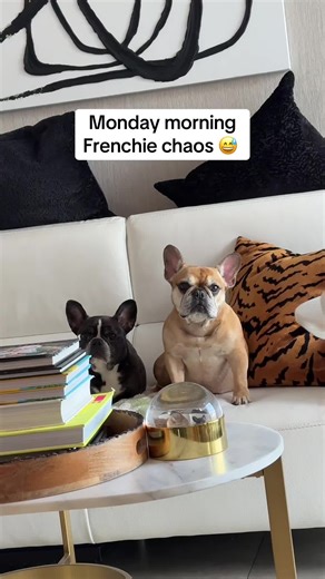 Monday Morning Frenchie Fun and Playtime