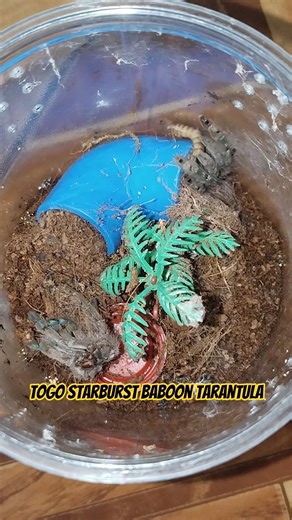 “Blink and You’ll Miss It! Heteroscodra Maculata Feeding Frenzy” #tarantula #spider #shorts