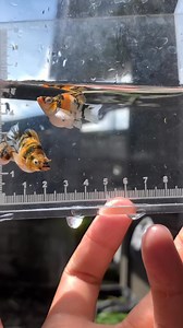 BIDDING‼️ BIDDING‼️ BIDDING❗️ STRAIN : trico redhead Starting: 1.2k Increment: 100 BUY OUT: 2500 End: Time and Date (November 22,2025 , 10 PM) General Santos City Can ship nationwide.🚌✈️ Always choose "Newest" in the comment sec. | Arlan Dave Visande Diot