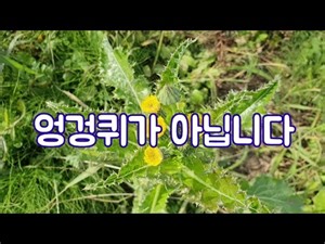 엉겅퀴가 아닙니다
