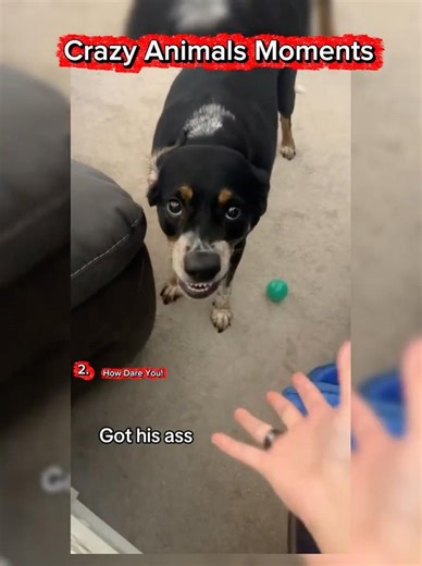 Dogs Get Tricked in the Funniest Ways Possible 😂🐕