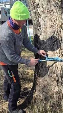 How to prune dead branches