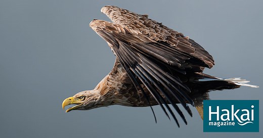 The Sea Eagles That Returned to Mull | Hakai Magazine