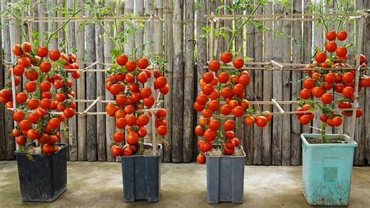 Surprising Tomato Growing Tips You Need to Know | Balcony & Garden