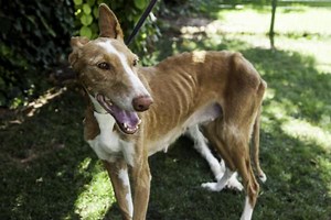 My Dog Is Losing a Lot of Weight - Cachexia in Dogs - Causes & Treatment