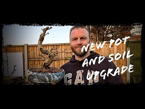 Step-by-Step Guide to Root Pruning and Repotting Ligustrum Bonsai
