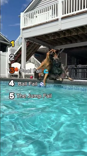 Wait For It: The Ultimate Dog Fail Compilation #dogfails #funny #shorts