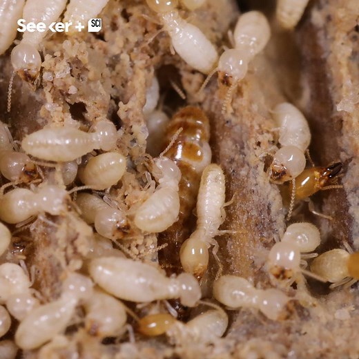 1.2M views · 2.8K reactions | Watch these termites destroy a tiny house! As cool as it is disgusting! | Seeker by The Verge | Facebook