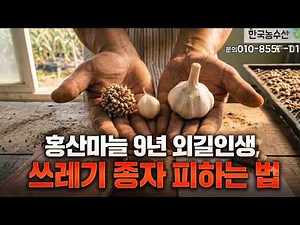 [한국농수산TV] 9년간 홍산마늘 종자 외길! '쓰레기 종자' 피하고 진짜 F1 일대종 구하는 법