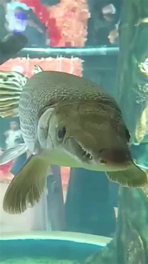 Alligator Gar ｜ The Prehistoric River Monster #alligatorgar #fish #documentary #knowledge #foryou | Nature Lens