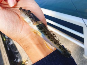 【保存版】初心者・親子で楽しめるハゼ釣りの魅力・釣り方・コツを徹底解説！ | ORETSURI