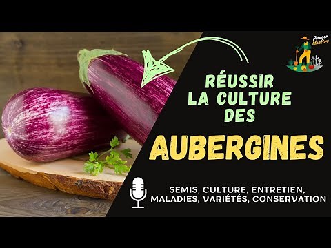 Successfully growing eggplants in your vegetable garden