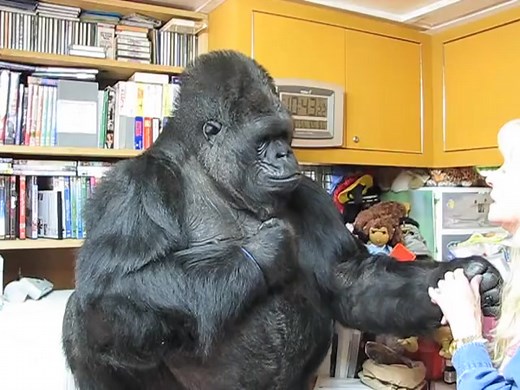 #gorillas #silverback | koko the gorilla