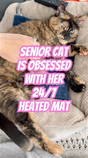 In 16 years I’ve never seen her this relaxed 🥹🔥 #amazonfinds #cat #ad