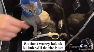 KUCING STRESS & GARANG LEPAS LION CUT! ========================================== Biasalah tu... Dia malu sebab da takde bulu sebenarnya 🤭 Tapi takpa. Kakak2 ada cara nak pujuk. Mari nak cerita... Memperkenalkan.... CATZOSPA ...where Wellness and Beauty combined. Mandian spa terbaru kami yang baru sahaja dilancarkan. Jadi apa yang lainnya CATZOSPA ni? 🌾 Menggunakan bahan semula jadi seperti Oat, Madu Lebah Tualang, & Cuka Epal, 🧴 Syampu premium yang dirumus secara professional, 💆🏻Spa yang d