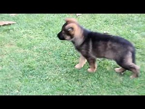 German Shepherd Puppies for Sale