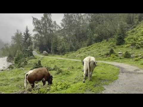 Virtual Hike Nature Walk 4K (With Ambient Nature Sounds And Music)