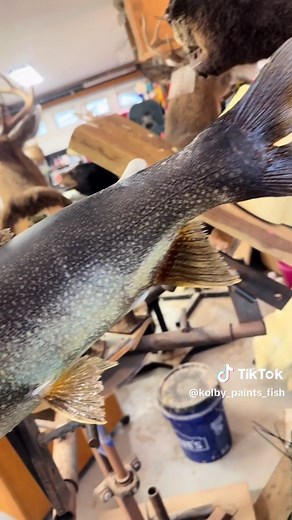 Preparing Lake Trout for Taxidermy