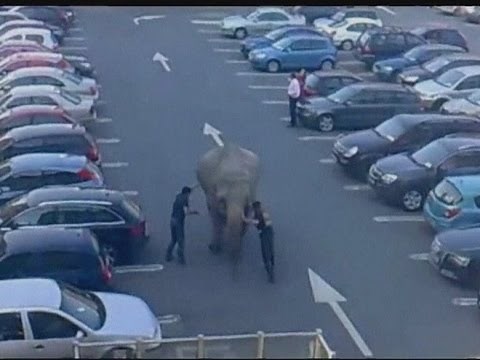 Elephant escapes circus and runs around car park in Blackpool, County Cork, Ireland